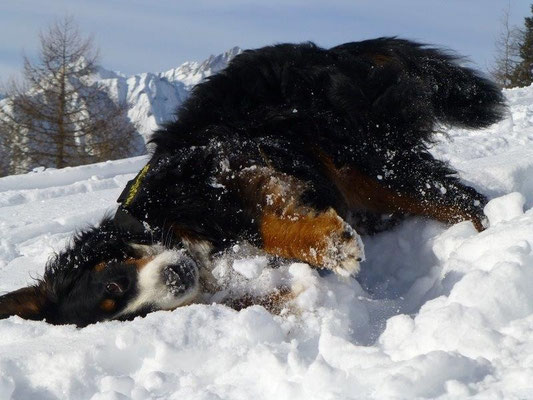 Genießerhund