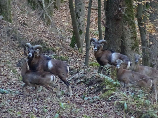 Muffelwild im Flöhatal
