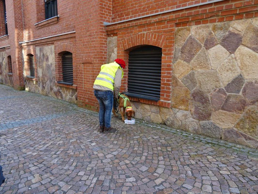 Azahra riecht freudig und interessiert am GA