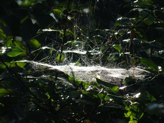 Der Altweibersommer ist da