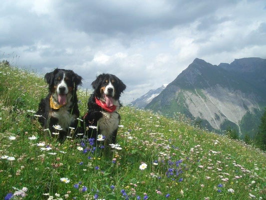 Blühende Bergwiese bei Kals