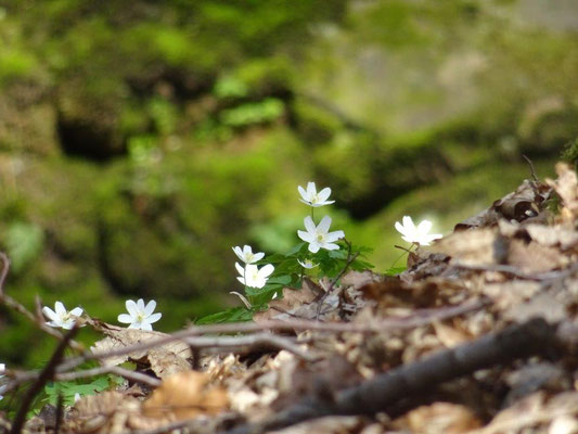 Frühlingserwachen