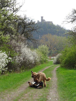 Tobespaß unter der Mühlburg