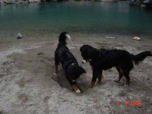 Senta sucht Mäuse :-)