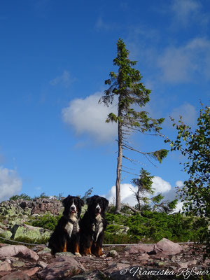 Selma und Vreni an Old Tjikko