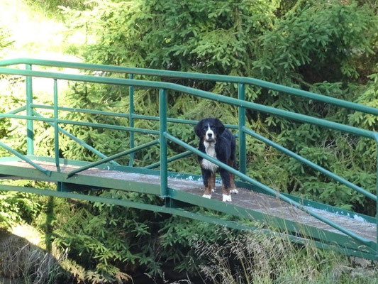 Selma auf der Gitterbrücke