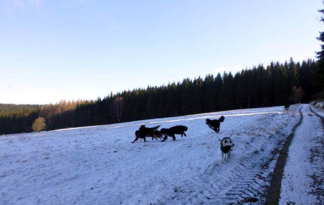 Die Wiesen oberhalb von Jöhstadt laden zum Spielen und Toben ein