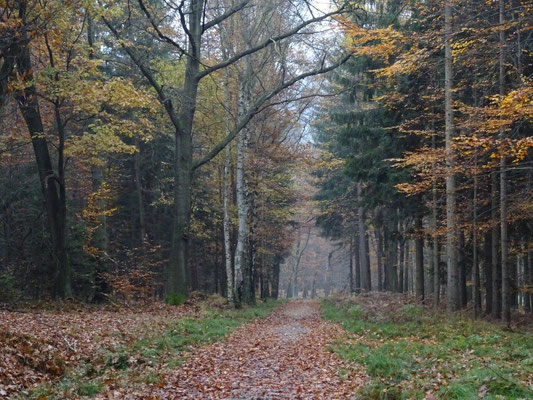 Herbstwald