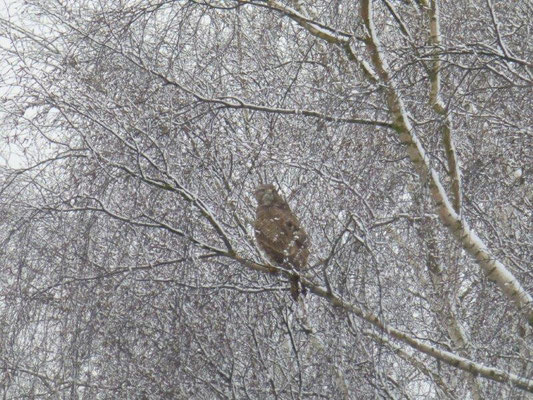 Ostermontag 2015 - Wintereinbruch auf der Hochfläche bei Rosenthal