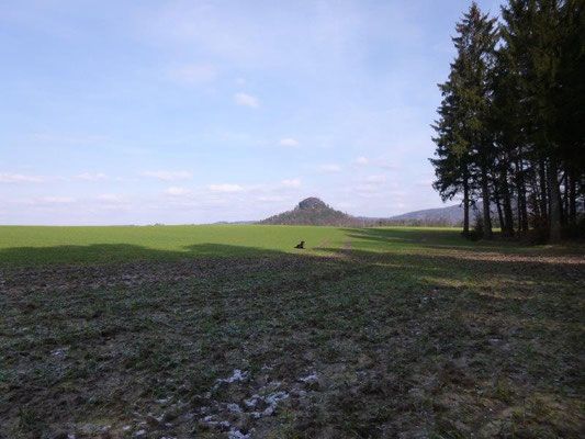 ... und ganz wie sie es gelernt hat, liegt sie alsbald 20 Meter weiter im Feld ... (Foto: Kaj Kinzel)