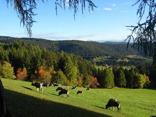 Herbst an der Leadner Alm