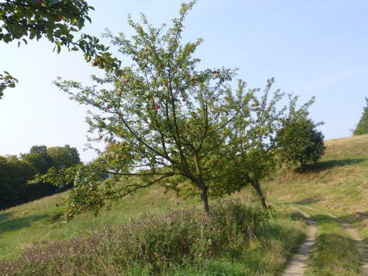 Spätsommer bei Lichtenhain