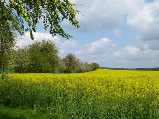 Blühende Rapsfelder bei Lohmen