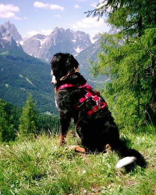 Senta genießt den Ausblick