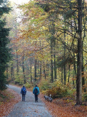 Im Herbst ist es besonders schön, durch die ausgedehnten Mischwälder zu wandern.