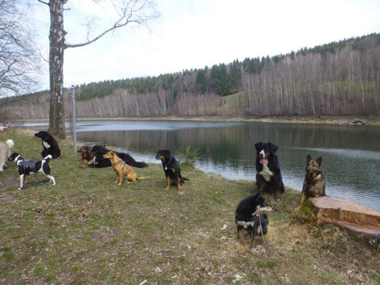 Alle Hunde auf ein Bild zu bekommen, ist immer wieder mit viel Spaß verbunden :-)