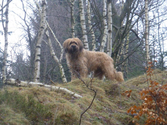 Nepo, der Wolf des Osterzgebirges :-)