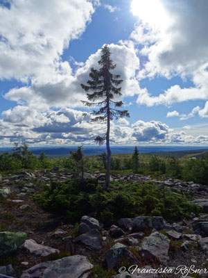 Old Tjikko - der älteste Baum der Welt