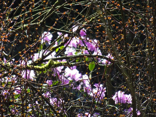 Der Frühling naht