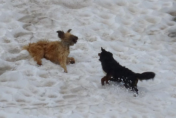 Nepomuk und Vreni beim Toben im Schnee