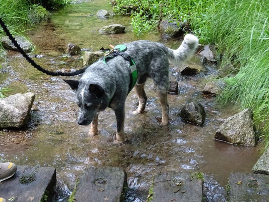 Murphy beim Füße kühlen