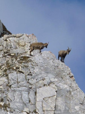 ... doch als diese beim Herumturnen in den Felsen mehrere Steinschläge auslösten, war uns nicht mehr so wohl.