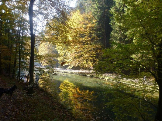 Herbst am Amselsee