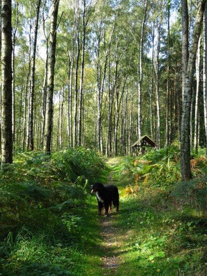 Der Weg zur Grenzplatte führt duch einen sonnendurchfluteten Hochwald