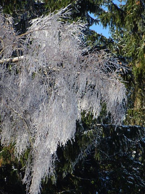 Die Zweige der Birke haben Kälte und Wind in einen klirrenden Kronleuchter verwandelt