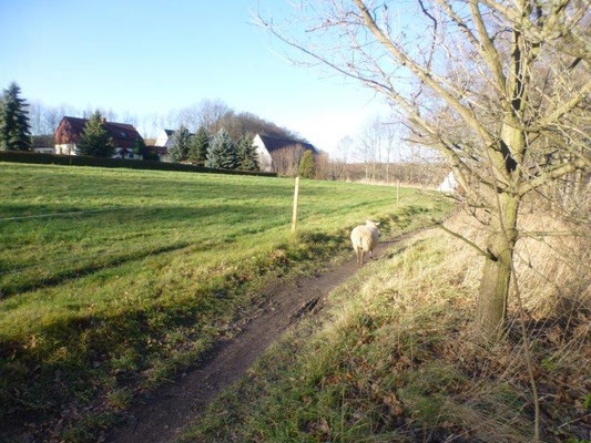 Dieses Schaf, begleitet von einem Radfahrer, begegnete uns gleich zweimal auf unserer Wanderung