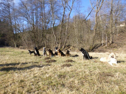 Ein Hundegruppenfoto durfte natürlich nicht fehlen