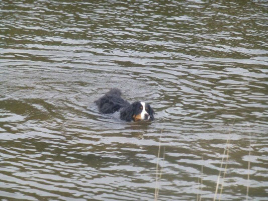 Emmi beim Bad in der Elbe