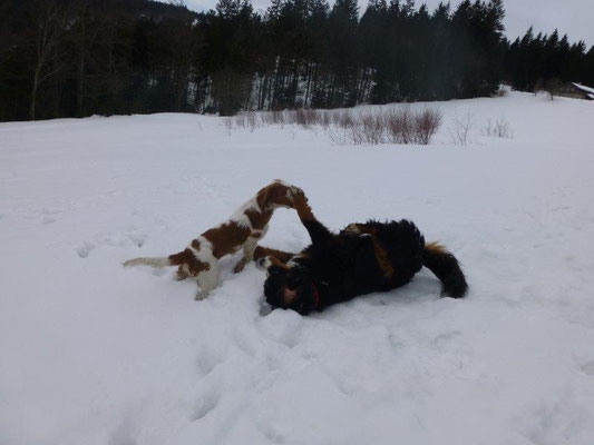 Gusti und Lilly beim Toben im Schnee