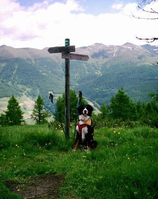 Senta auf den Gsellwiesen