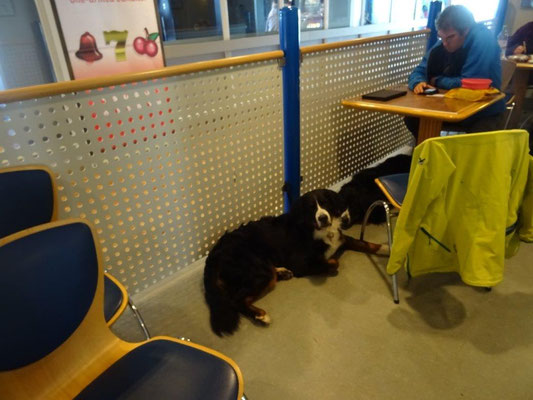 Die Hunde verschlafen die Überfahrt