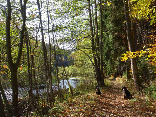 Goldener Herbst im Flöhatal