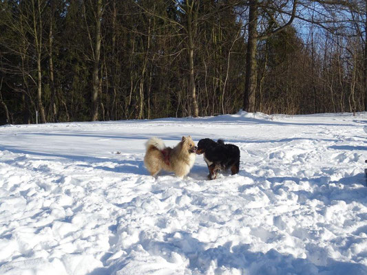 Vreni und Chaki beim Toben