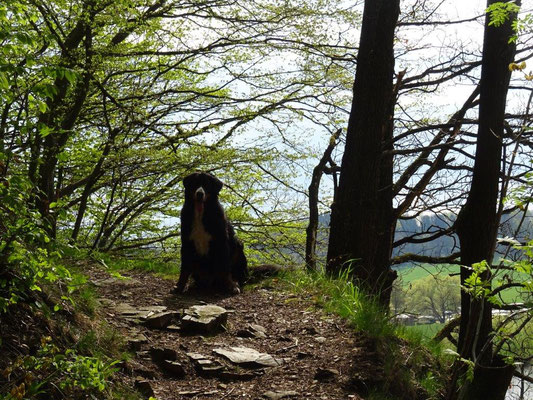 Ein spannender Uferweg führt im ständigen Auf und Ab von Lauenhain nach Kriebstein