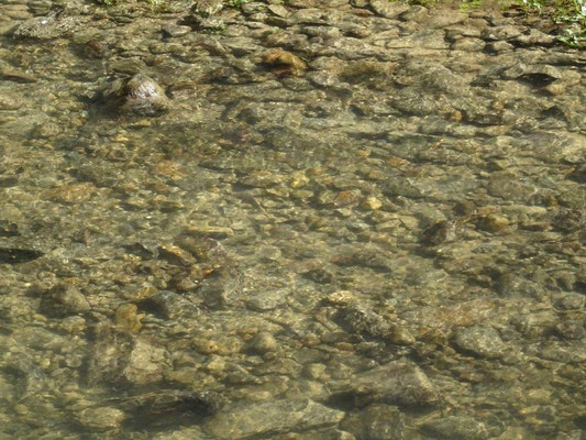 Glasklares Wasser der Polenz