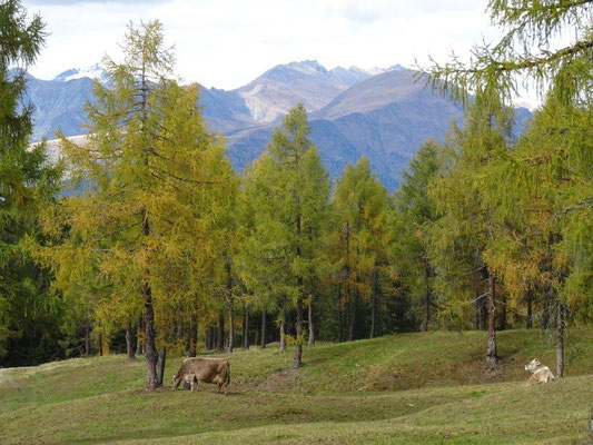 Rodenecker Alm