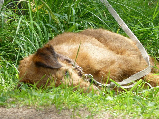 Sogar Terrier können schlafen