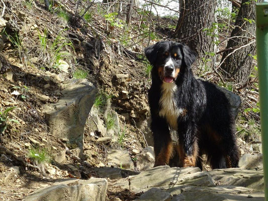 Vreni auf dem Bergpfad zum Raubschloß