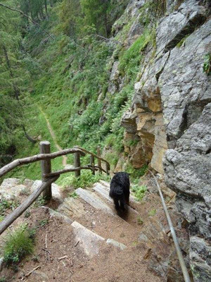 Auf dem Weg zur Spitzen Alm