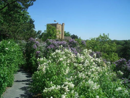 Die Rosenburg bei Ballenstedt