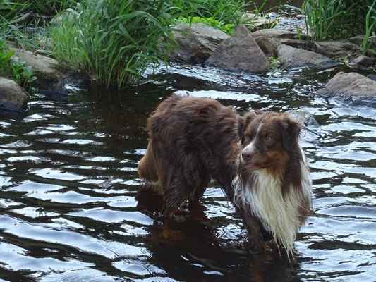 Ein letztes Bad im Schwarzwasser