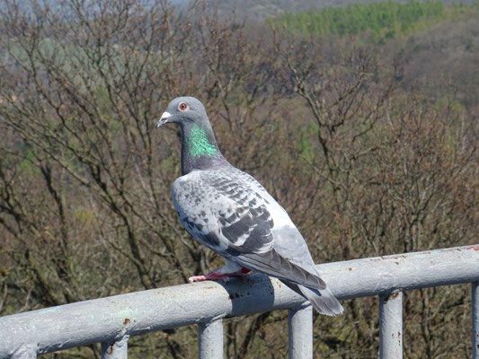 Taube auf dem Aussichtsturm auf dem  Varhošť