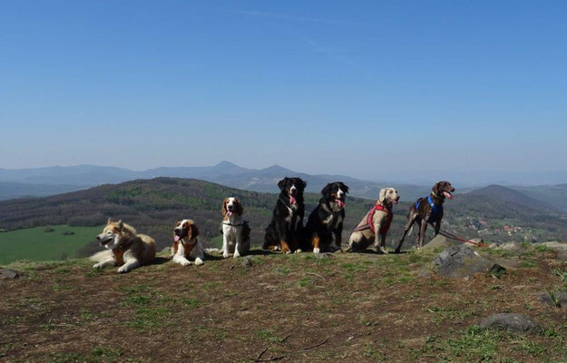 Hundegruppe auf dem Hradiště u Hlinné
