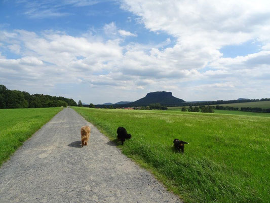 Auf dem Weg nach Weißig - im Hintergrund der Lilienstein