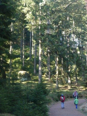 Morgendliche Sonnenstrahlen dringen durch das Grün des Waldes