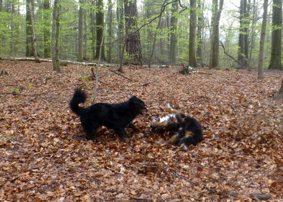 Unsere Rast nutzen Vreni und Balu für ein Spielchen